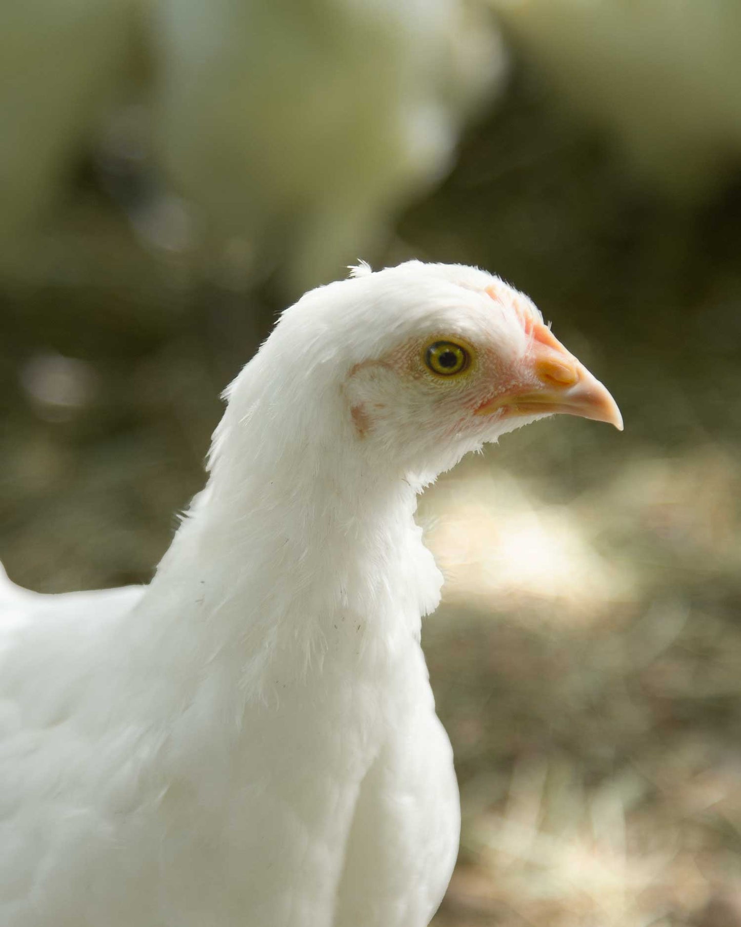 American Bresse whole chicken [deposit]