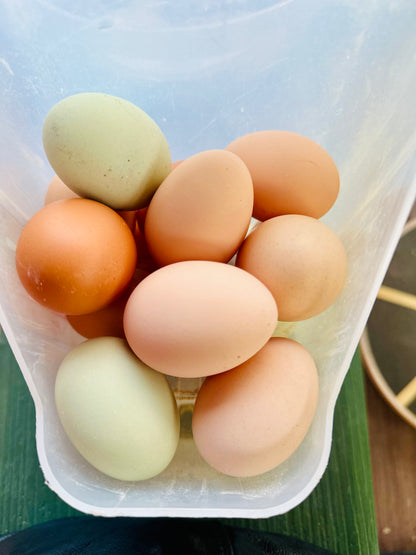 Free Range Chicken Eggs