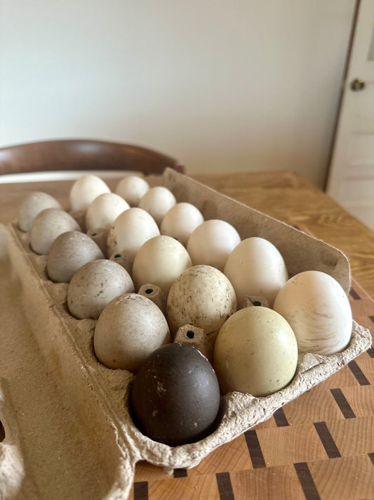 Free Range Duck Eggs