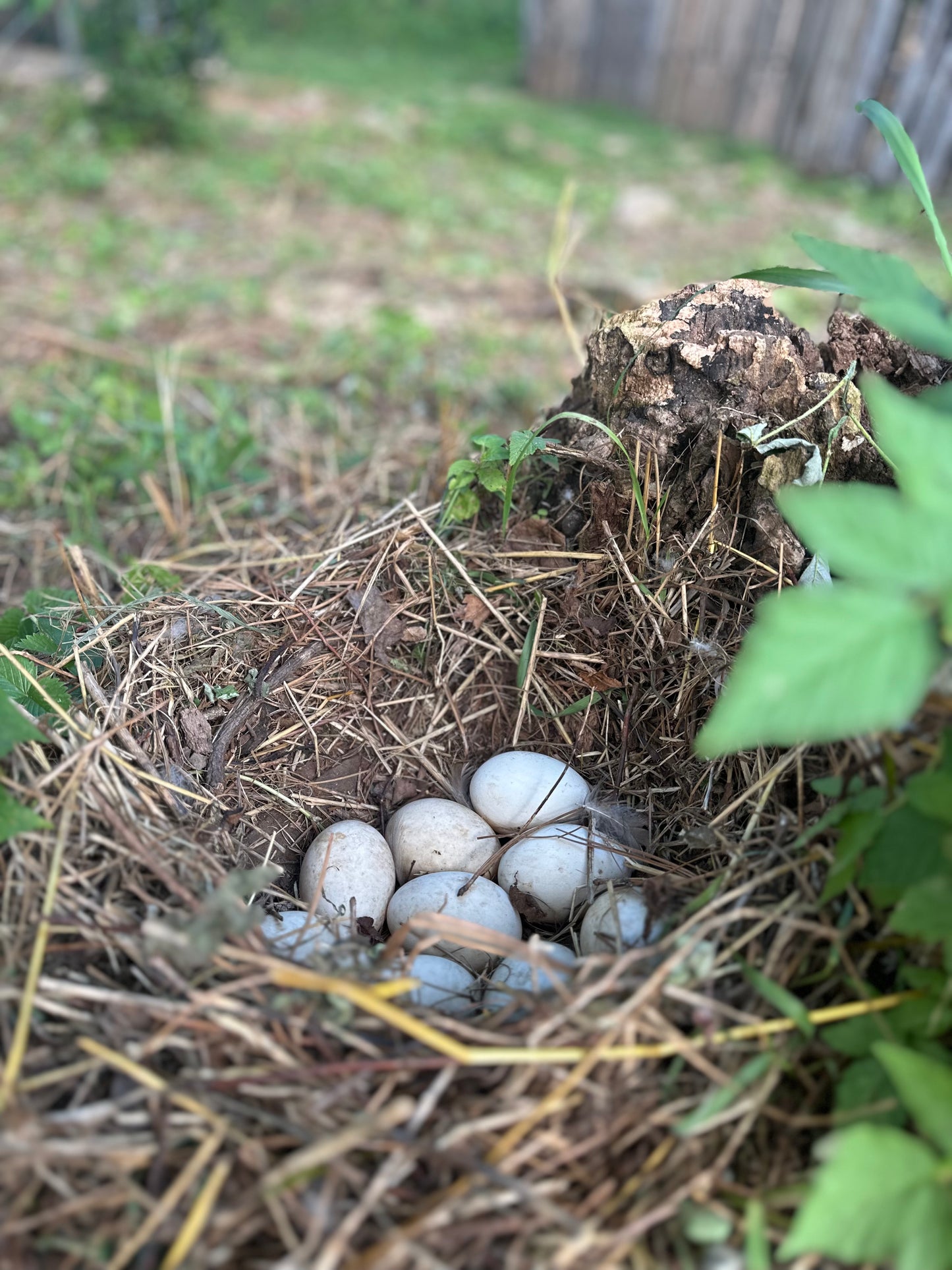 Free Range Duck Eggs