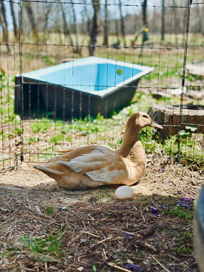 Free Range Duck Eggs