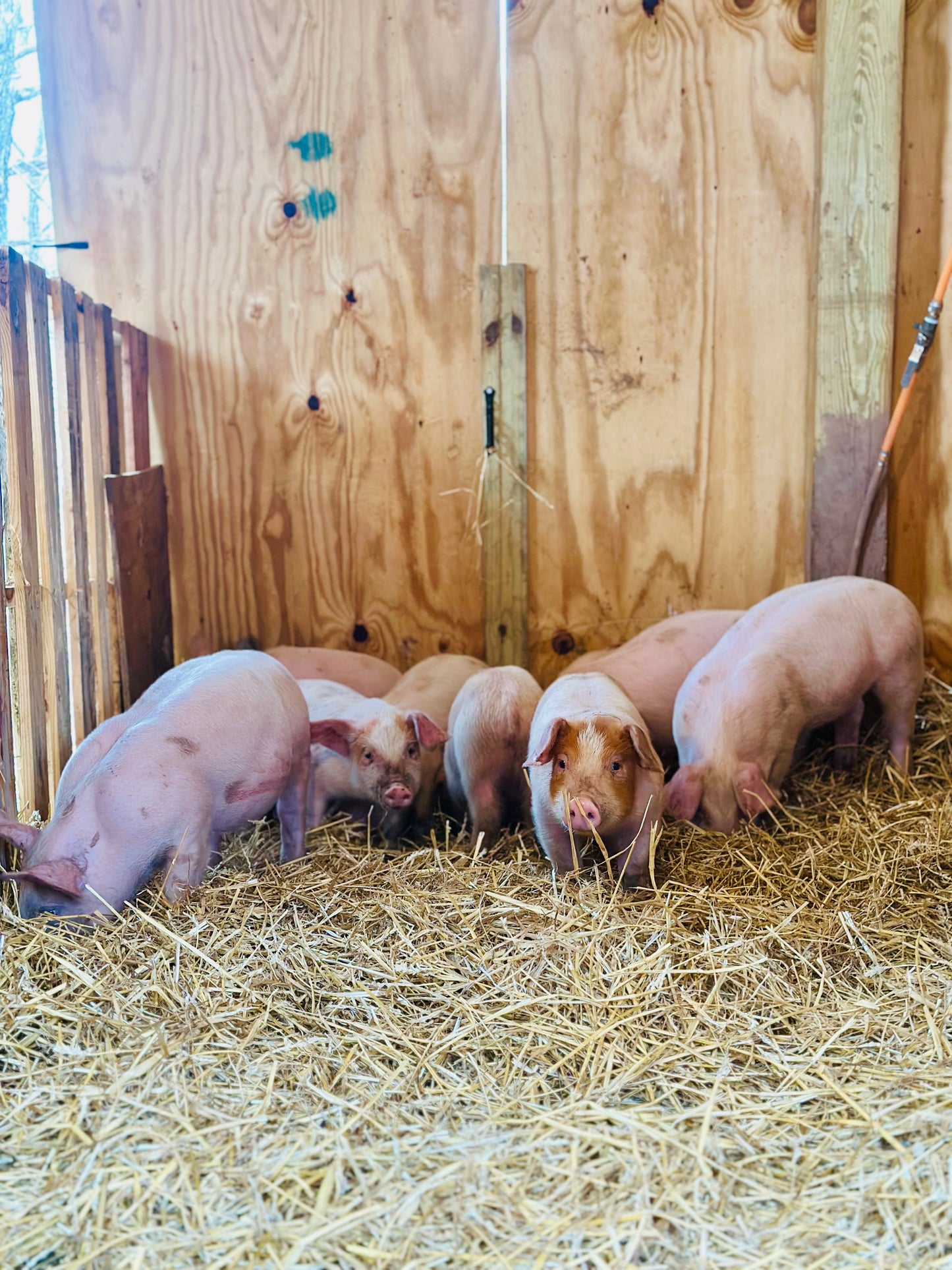 Berkshire cross pigs, whole or half [deposit]