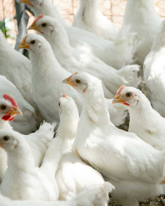 American Bresse whole chicken [deposit]